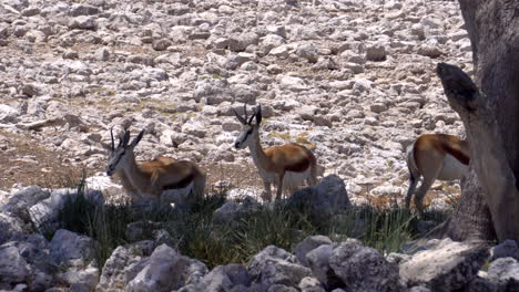 Gacelas-Springbok-En-El-Parque-Nacional-De-Etosha