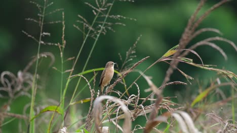 Seen within dried grass as it looks around and wags its tail, Amur Stonechat or Stejneger&#039;s Stonechat Saxicola stejnegeri, Thailand