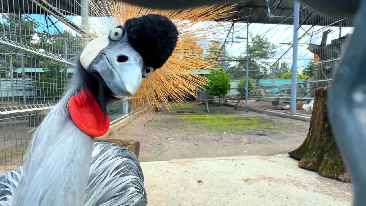 Gru coronata grigia che inclina la testa dietro una recinzione di filo metallico. Primo piano di una gru coronata con cresta dorata che guarda attraverso un recinto di rete metallica.