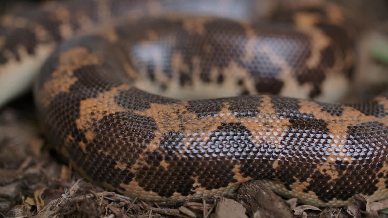 Macro of the body and scales of kenyan sand boa