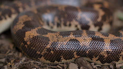 macro of the body and scales of kenyan sand boa