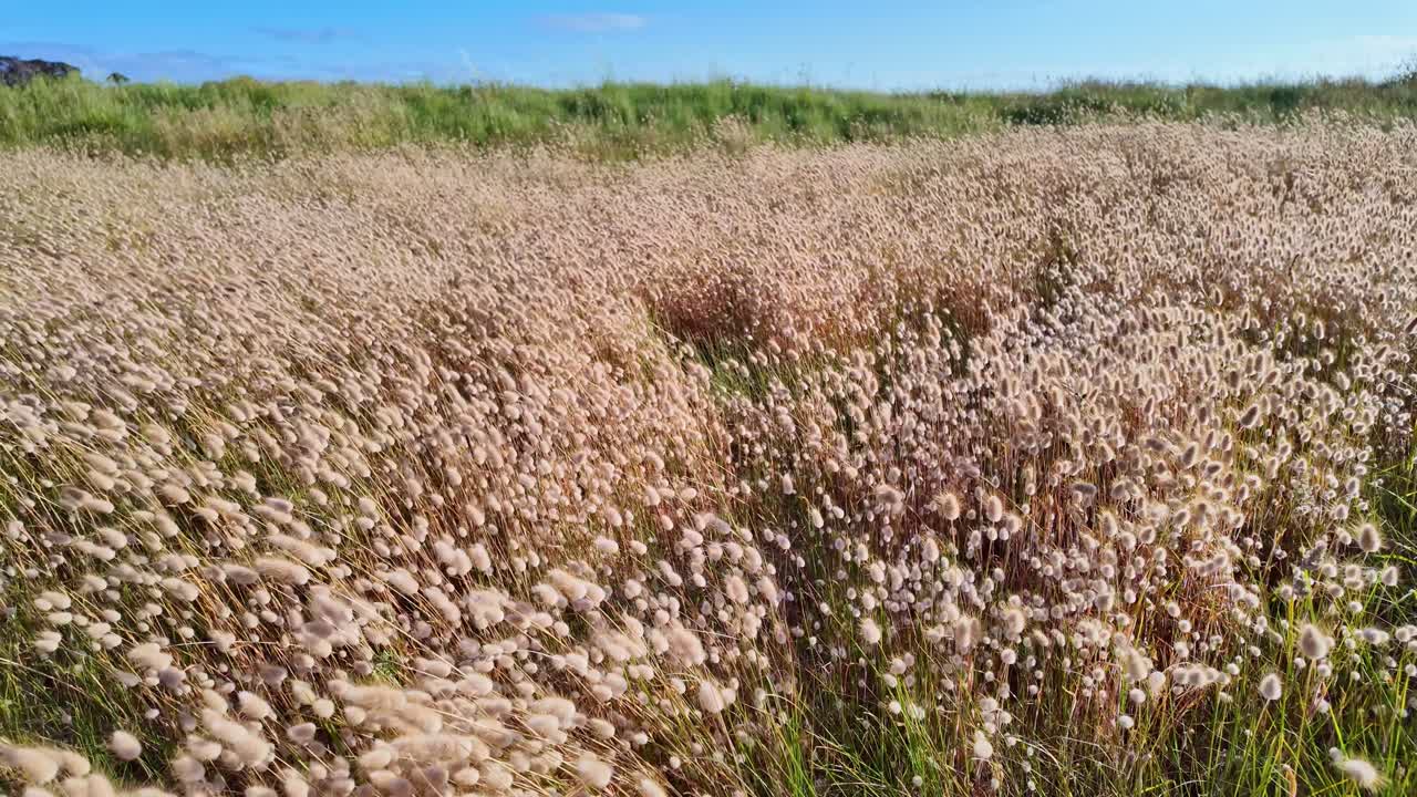 Camera pans smoothly across field of hare’s tail grass swaying gently in breeze beneath blue sky
