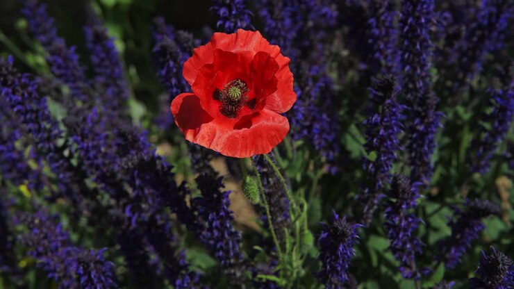 Vakker rød valmue omgitt av lavendelblomster på marken på en solrik sommerdag – nærbilde