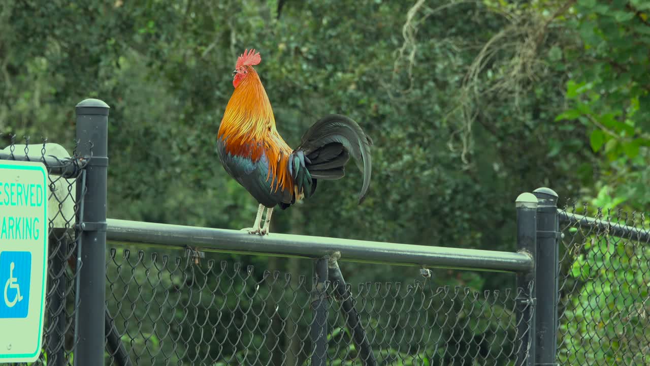 gallo cantando en una cerca
