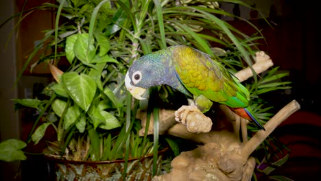 loro pionus de capa blanca domesticado en su percha con plantas verdes y exuberantes en el fondo