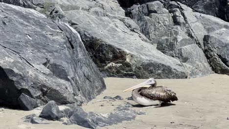 sick pelican with avian flu laying down at the beach in lima, per?