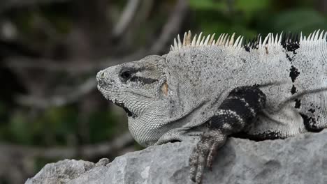 iguanas 21