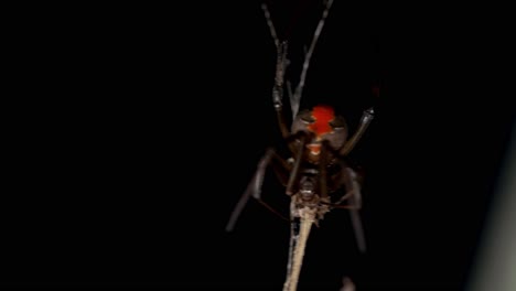 araña de espalda roja mordiendo e inyectando veneno en la presa