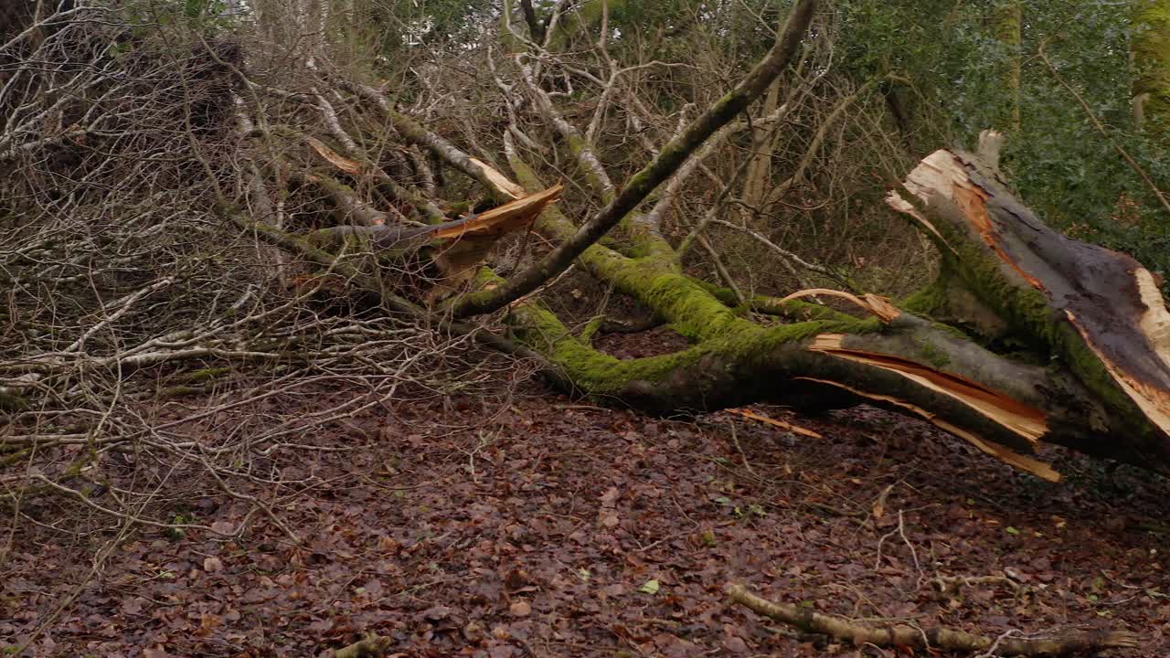 Fallen tree trunks and snapped branches litter the forest after heavy winds, Barna Woods, Galway Ireland