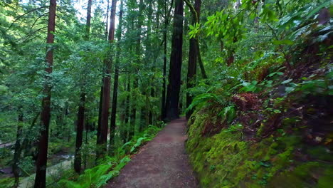 Calle-Estrecha-En-El-Monumento-Nacional-De-Muir-Woods-En-Mill-Valley,-California,-Estados-Unidos