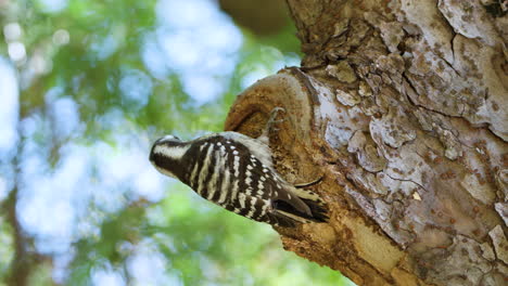 Japanese-Pygmy-Woodpecker