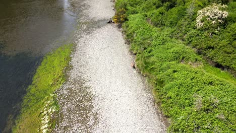 Ciervos-Caminando-A-Lo-Largo-De-La-Orilla-Del-Río-En-La-Orilla-De-Un-Tranquilo-Arroyo-En-Sooke,-Columbia-Británica