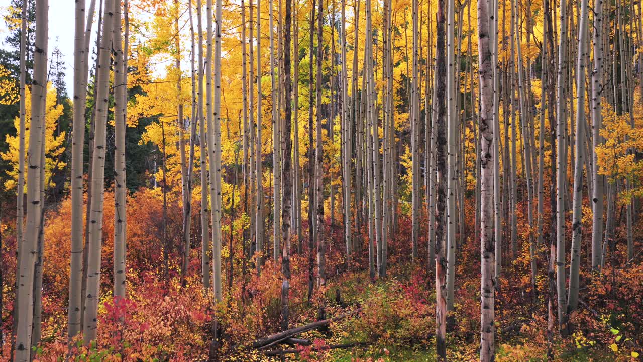 Minturn Vail Colorado Rocky Mountains dense colorful Autumn fall aspen trees grove forest aerial drone cloudy morning Crested Butte Kebler Pass Telluride Aspen Snowmass Breckenridge forward pan up