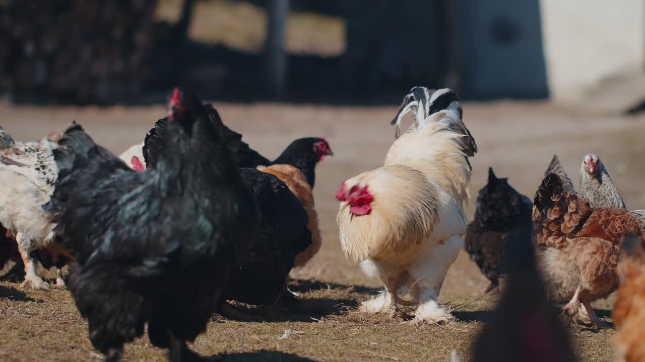 Domestic freerange pasture chickens roosters walking on grass feeding on rural eco home farm coop
