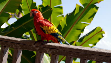 Colorful Parrot on a Wooden Railing