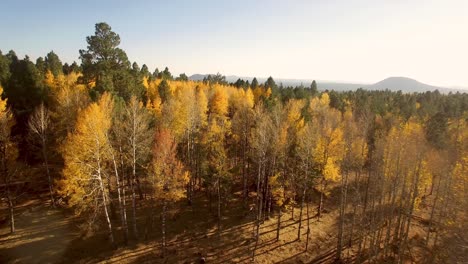 Aerial-slow-pass-over-fall-aspen-trees-in-the-Coconino-National-Forest,-Flagstaff,-Arizona