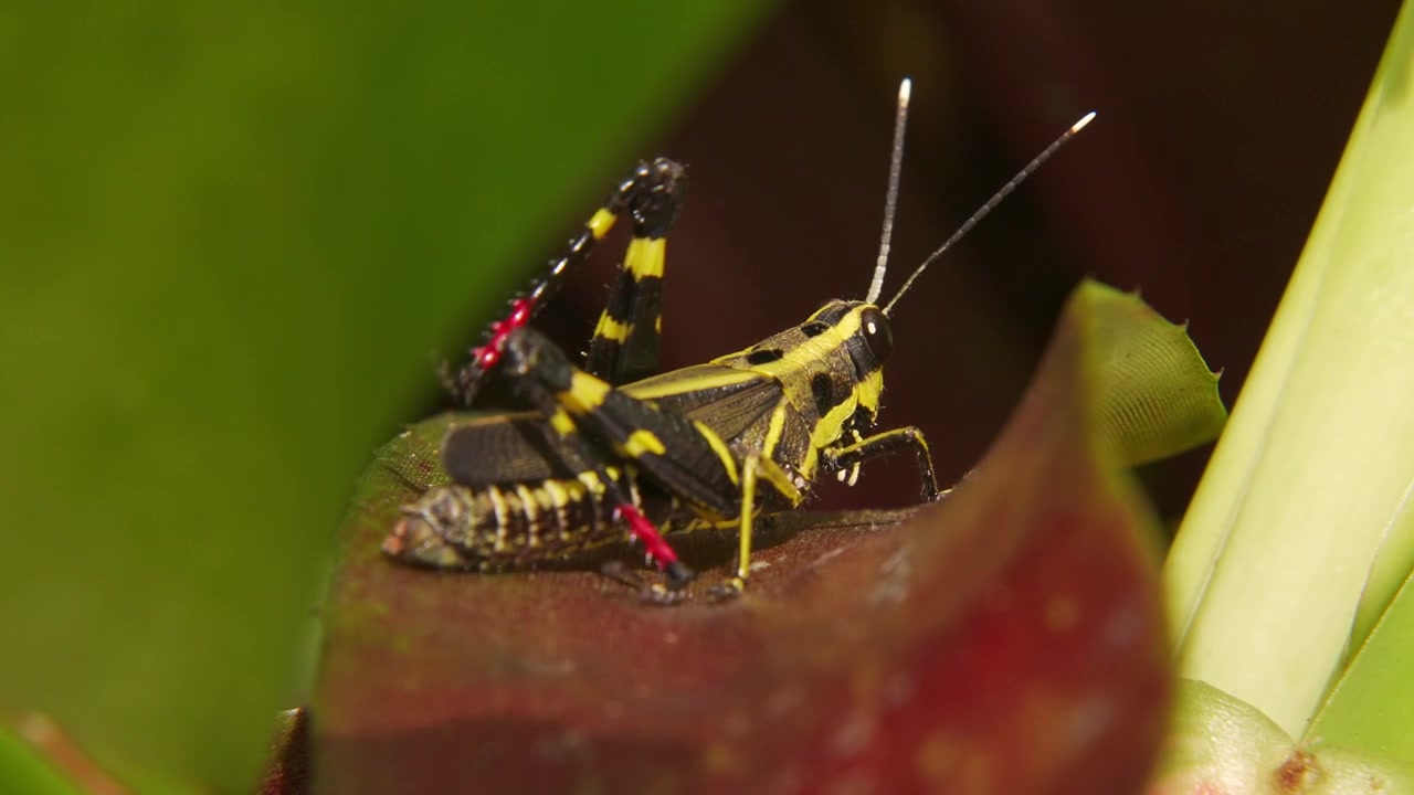 Scatto macro statico di una cavalletta nera della foresta (Traulia azureipennis) appollaiata su una bromelia, che solleva, si pulisce e calcia ritmicamente la sua zampa posteriore a bande nere e gialle con la parte inferiore rossa