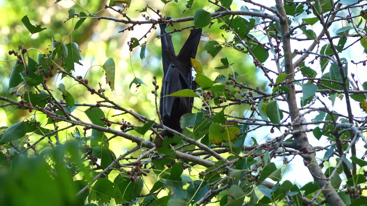Red flying-fox (Pteropus scapulatus) hanging upside down from a tree branch amidst lush green foliage, feeding on the fruits, close up shot.