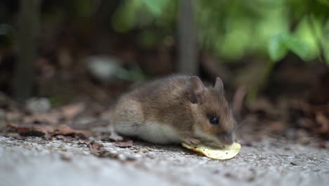 field mouse eagerly licks the salt off of a salty potato chip snack