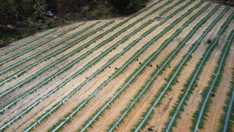 vista circular aérea de un campo de fresas cultivado y con cosecha