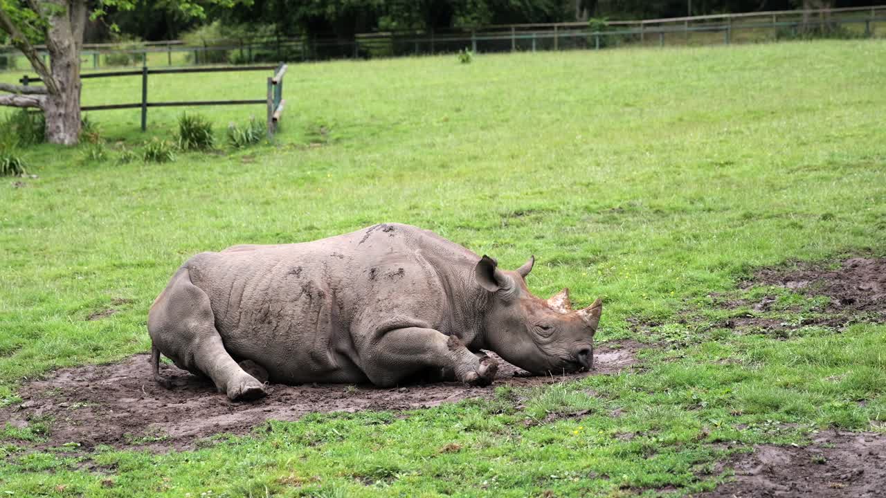A rhino lies still on a muddy patch of grass, filmed handheld in slow motion.