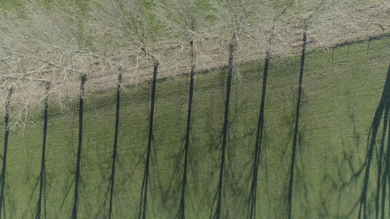 disparo de dron por encima de la línea de árboles con sombra