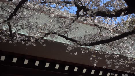 beautiful scenery with typical japanese shrine roof and sakura trees