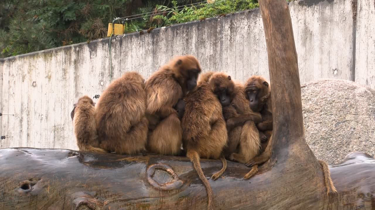 grupos de monos calentándose unos a otros de la lluvia en el zoológico