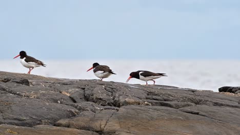 an oystercatcher (haematopus ostralegus), funny animals.