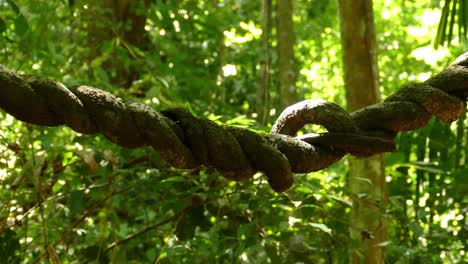 cuerda hilada de madera natural hecha por la naturaleza en la majestuosa jungla densa