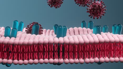 la citomembrana y el coronavirus, el concepto médico, la representación en 3d.