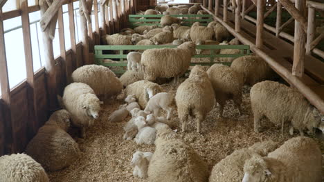 Herde-Merinoschafe-In-Einem-Großen-Stall-Voller-Baby--Und-Erwachsener-Schafe