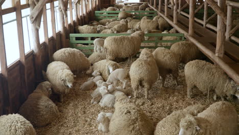 herd of merino sheep in a large barn full of baby and adult sheeps