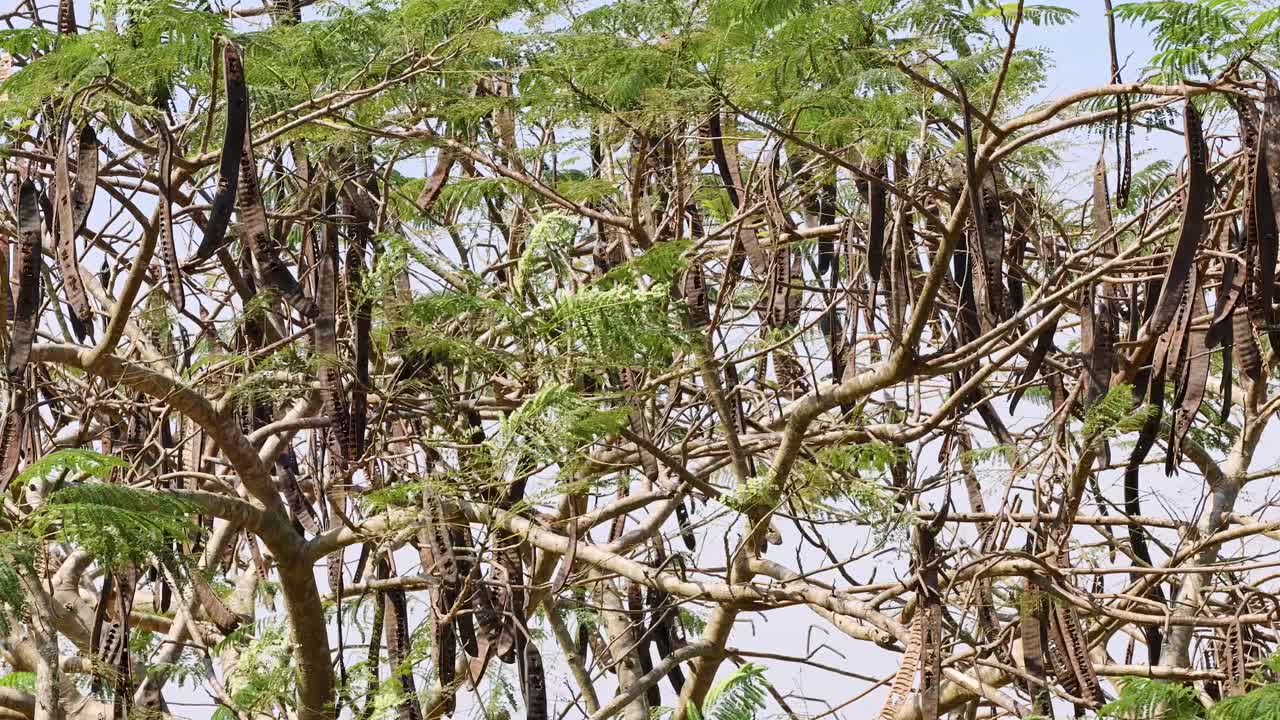 Wide shot of Samanea saman branches, green leaves, and seed pods swaying in tropical wind