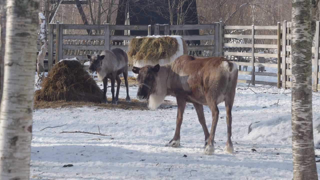 Reindeers in Lapland Farm in the Snow - Sunny Winter Day