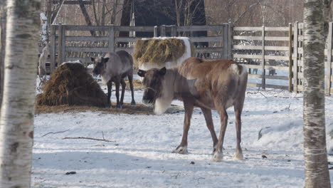 reindeers in lapland farm in the snow - sunny winter day