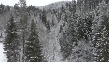 Un-Sereno-Bosque-Invernal-Cubierto-Por-Un-Manto-De-Nieve,-Con-Altos-árboles-De-Hoja-Perenne-Que-Crean-Una-Escena-Pintoresca