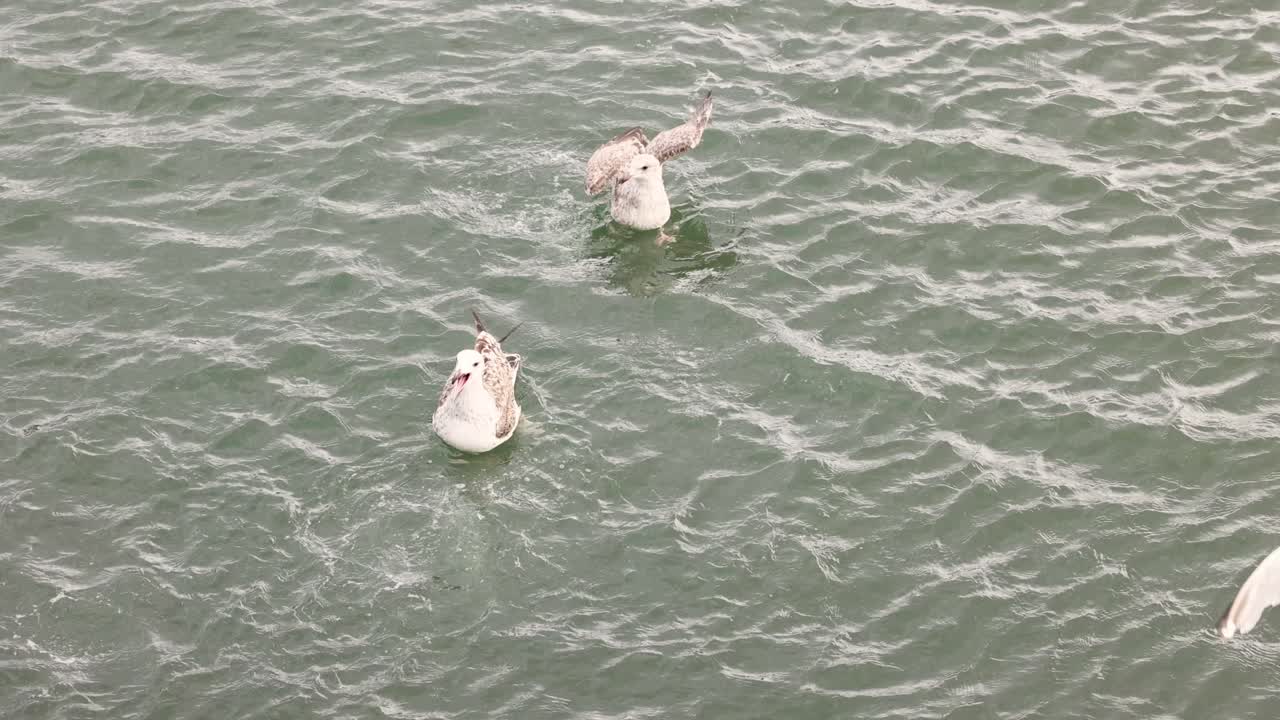 gaviotas volando y flotando en el agua