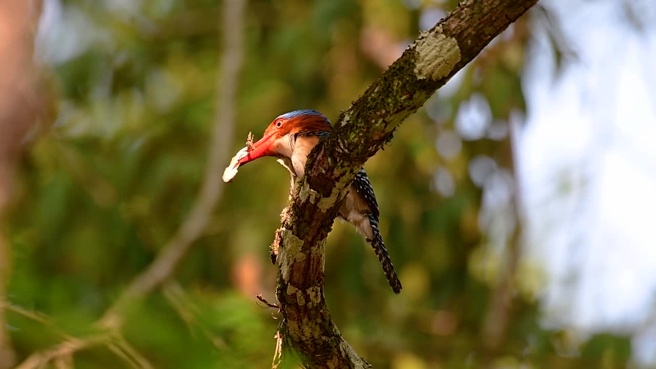 un martín pescador de árboles y una de las aves más hermosas que se encuentran en tailandia dentro de las selvas tropicales