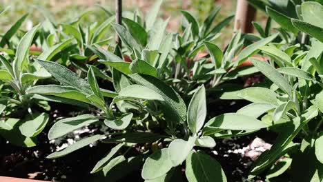 Common-Sage--plant