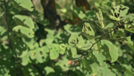 Close-up-on-tree-branches-blowing-in-the-wind,-with-eaten-leaves-on-them,-shallow-depth-of-field-120fps