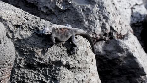 galapagos marine iguana on the sunny rock - isla isabela - galapagos islands, ecuador