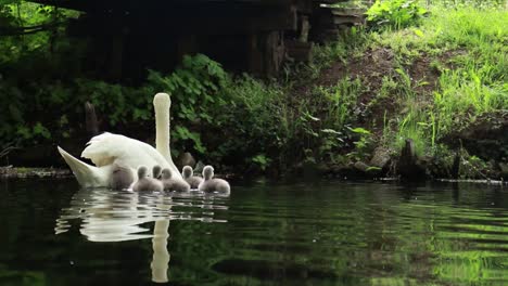 きれいな水で母親の後を追う小さな白鳥