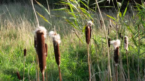 toma estática de juncos soplando violentamente en el viento