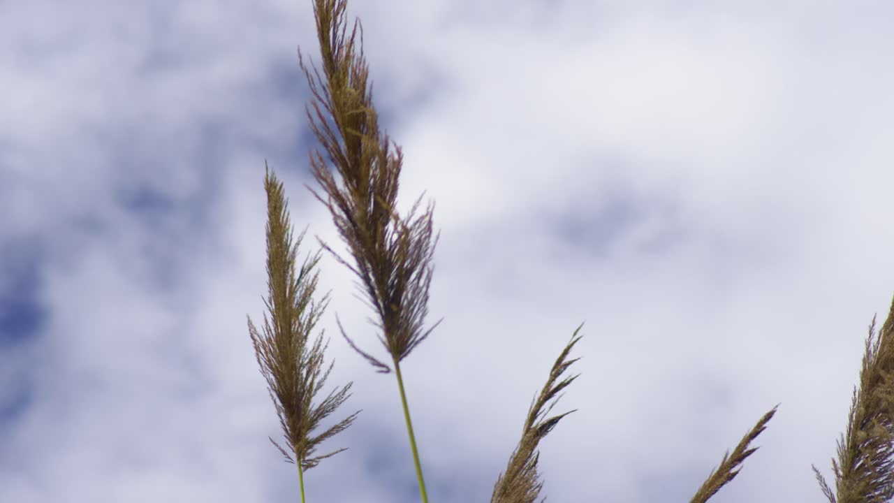 Wild brown pampas grass top in sunny blue sky blowing in the wind, slow mo