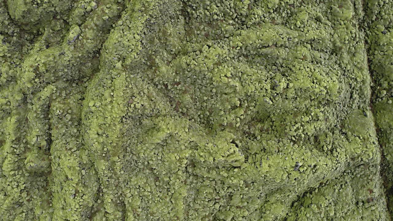 texturas y patrones en musgo lanoso que cubre el campo de lava eldhraun, área laki, parque nacional skaftafell, islandia