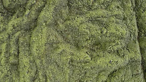 textures and patterns in woolly fringe moss covering eldhraun lava field, laki area, skaftafell national park, iceland