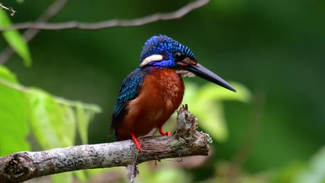 the blue-eared kingfisher is a small kingfisher found in thailand and it is wanted by bird photographers because of its lovely blue ears as it is a small, cute and fluffy blue-feather-ball of a bird