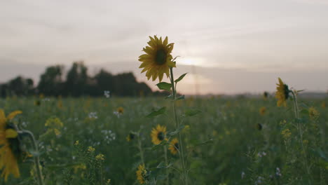 Plano-Medio-Ancho-De-Un-Campo-De-Girasoles,-Un-Girasol-En-El-Centro-Del-Encuadre