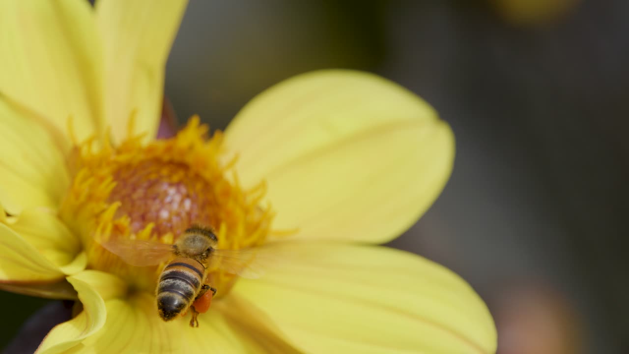 A honey bee gathers pollen on a yellow daisy flower in natural daylight, with close-up macro shots and shallow depth of field